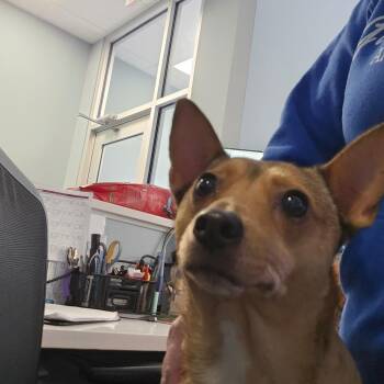 Arthur the Bold -  Chihuahua and Mixed Breed Dog for Adoption in Greensboro, North Carolina - Arthur The Bold | PetCurious