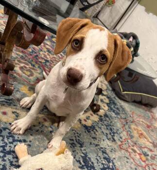Lily -  Hound Dog for Adoption in Glocester, Rhode Island - Lily | PetCurious