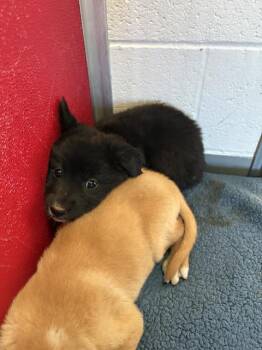 Newfoundland Dog and Mixed Breed Dogs Available for Adoption in Visalia, California - A253160 | PetCurious