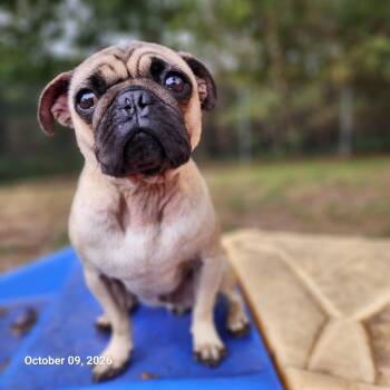 Tommy -  Pug Dog for Adoption in Holly Springs, Georgia - Tommy | PetCurious