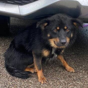Cerberus Stray Hold 7/16 -  Mixed Breed Dog for Adoption in Huntington, West Virginia - Cerberus Stray Hold 7/16 | PetCurious