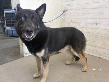 RADISH -  German Shepherd Dog and Mixed Breed Dog for Adoption in San Bernardino, California - RADISH | PetCurious