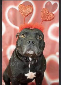 American Bulldog and Bulldog Dogs Available for Adoption - Vader | PetCurious