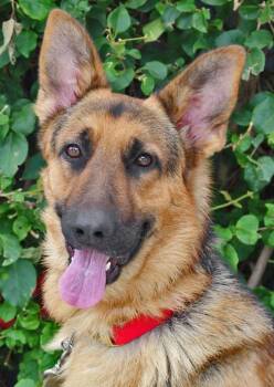 Rescue German Shepherd Dog Dogs for Adoption in Los Angeles, California - *Reacher Von Irving | PetCurious