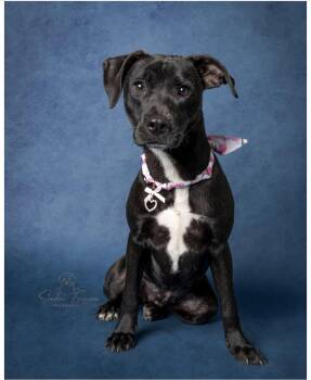 Labrador Retriever Dogs Available for Adoption - Comet (30 Pounds) | PetCurious