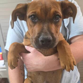 Winifred -  English Bulldog Dog for Adoption in Clanton, Alabama - Winifred | PetCurious