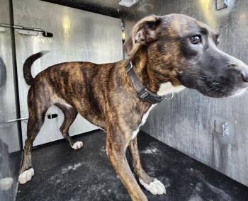 ZEENA -  American Staffordshire Terrier Dog for Adoption in San Antonio, Texas - ZEENA | PetCurious