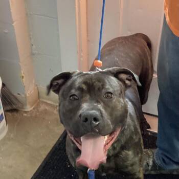 Pit Bull Terrier and Rottweiler Dogs Available for Adoption - Hershey | PetCurious