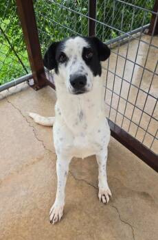 Pointer Dogs Available for Adoption in Canyon Lake, Texas - Remi | PetCurious
