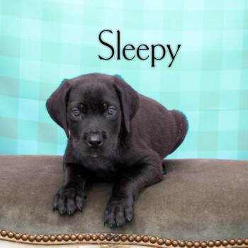 Great Dane and Mixed Breed Dogs Available for Adoption in Dayton, Ohio - Haymitch | PetCurious