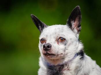 Trinity -  Chihuahua Dog for Adoption in Pointe-fortune, Quebec - Trinity | PetCurious