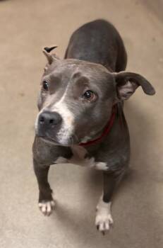 Rescue Mixed Breed Dogs for Adoption in Spartanburg, South Carolina - Cherry | PetCurious