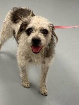 MAYRA -  Mixed Breed Dog for Adoption in St. Cloud, Florida - MAYRA | PetCurious