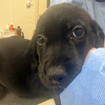 Family Dollar -  Labrador Retriever Dog for Adoption in Pekin, Illinois - Family Dollar | PetCurious
