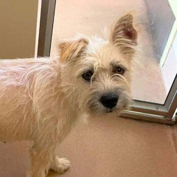 Artemis -  Cairn Terrier Dog for Adoption in Walnut Creek, California - Artemis | PetCurious