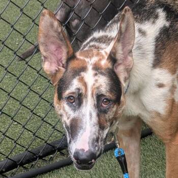 Moose -  Mixed Breed Dog for Adoption in Asheville, North Carolina - Moose | PetCurious