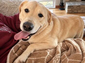 River -  Labrador Retriever Dog for Adoption in Newport, Kentucky - River | PetCurious