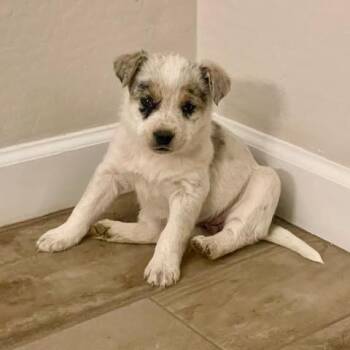 Australian Shepherd and Mixed Breed Dogs Available for Adoption - Amoeba | PetCurious