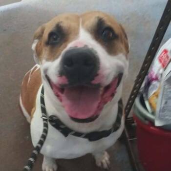 Pebbles -  Pit Bull Terrier and Mixed Breed Dog for Adoption in Greenville, Pennsylvania - Pebbles | PetCurious