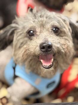 Salt and peppa -  Miniature Poodle Dog for Adoption in Pleasant Valley, New York - Salt And Peppa | PetCurious