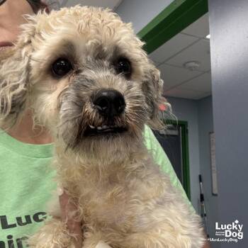 Wilmena -  Poodle Dog for Adoption in Washington, District Of Columbia - Wilmena | PetCurious