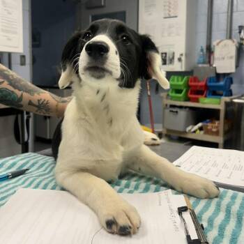 Collie Dogs Available for Adoption in Martinsville, Virginia - Corporal Cuddles | PetCurious