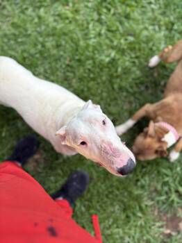 Rescue Bull Terrier Dogs for Adoption in Seneca, South Carolina - Abby | PetCurious