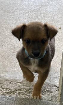 Australian Cattle Dog Blue Heeler Dogs Available for Adoption in Sterling, Massachusetts - Naomi 9 Weeks AVAILABLE 5/6 | PetCurious
