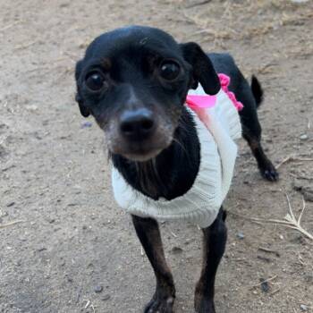 Rescue Chihuahua Dogs for Adoption in Columbia, South Carolina - Pearl | PetCurious