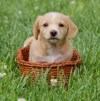 Kiwi -  Chihuahua and Dachshund Dog Available for Adoption in Hopkinton, Massachusetts - Kiwi | PetCurious
