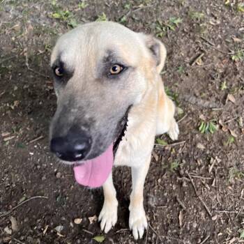 Brutus -  Anatolian Shepherd Dog for Adoption in Clanton, Alabama - Brutus | PetCurious