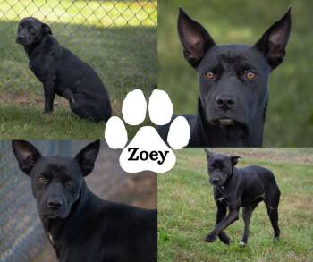 Zoey -  Mixed Breed Dog for Adoption in Winchester, Kentucky - Zoey | PetCurious