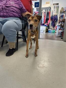 Terrier and American Dogs Available for Adoption in New Kensington, Pennsylvania - August | PetCurious