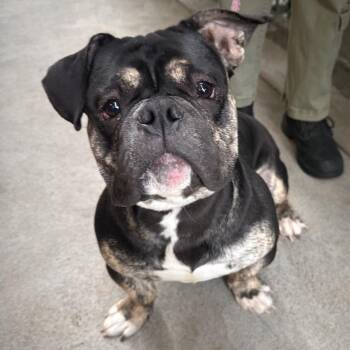 Alfalfa -  Mixed Breed Dog for Adoption in Allentown, Pennsylvania - Alfalfa | PetCurious