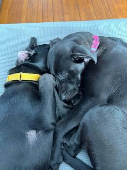 SugarPie -  Labrador Retriever and Boxer Dog for Adoption in Cloquet, Minnesota - SugarPie | PetCurious