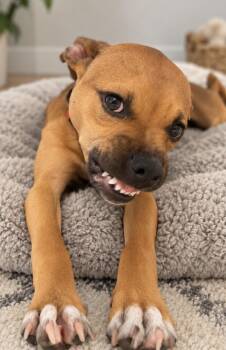 Tansy -  Mixed Breed Dog for Adoption in Cornelius, North Carolina - Tansy | PetCurious