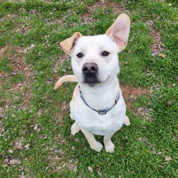 Rescue Pit Bull Terrier Dogs for Adoption in Duncan, Oklahoma - Morris | PetCurious