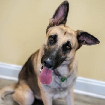 King -  German Shepherd Dog Dog for Adoption in Abbotsford, British Columbia - King | PetCurious