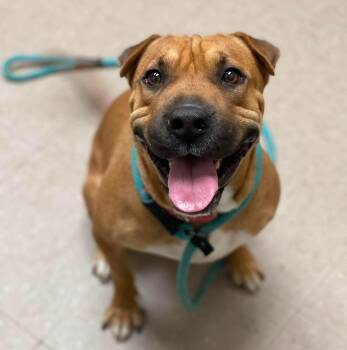 Poppy -  Pit Bull Terrier Dog for Adoption in Salem, New Hampshire - Poppy | PetCurious