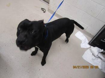 Pit Bull Terrier Dogs Available for Adoption in Marietta, Georgia - Lux (51) | PetCurious