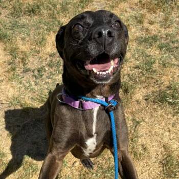 Labrador Retriever Dogs Available for Adoption in Concord, North Carolina - Max | PetCurious