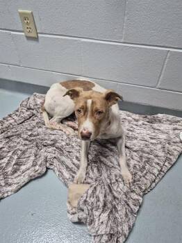 SELENA -  Pit Bull Terrier and Mixed Breed Dog for Adoption in St. Cloud, Florida - SELENA | PetCurious