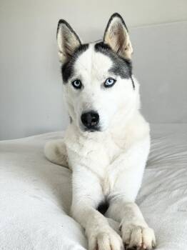 Beautiful Bella -  Siberian Husky Dog for Adoption in Burlington, North Carolina - Beautiful Bella | PetCurious