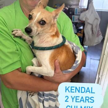 Kendall HW+ -  Chihuahua Dog for Adoption in Tampa, Florida - Kendall HW+ | PetCurious