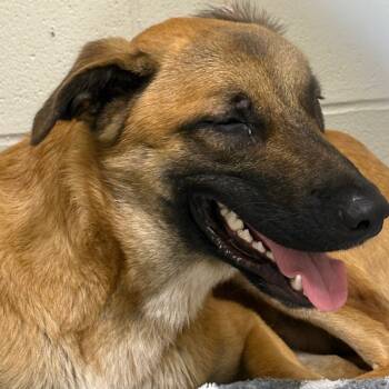 Rescue Mixed Breed Dogs for Adoption in Milton, Florida - SAS-A-86919 | PetCurious