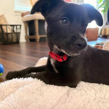 Santino -  Australian Cattle Dog Blue Heeler and Black Labrador Retriever Dog for Adoption in Humble, Texas - Santino | PetCurious