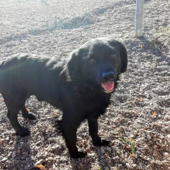 Boy -  Dachshund and Shih Tzu Dog for Adoption in Oroville, Washington - Boy | PetCurious