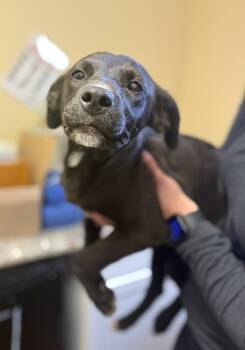 Rescue Terrier Dogs for Adoption in Corinth, Mississippi - SJ 25D-385 | PetCurious