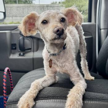 Rescue Miniature Poodle Dogs for Adoption in Los Angeles, California - Art | PetCurious