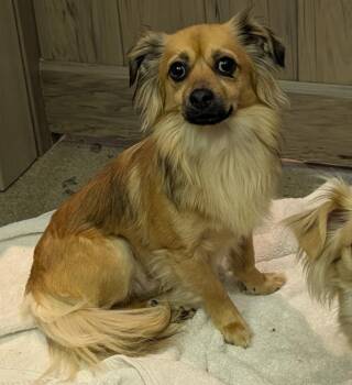 Chihuahua Dogs Available for Adoption - Chai | PetCurious